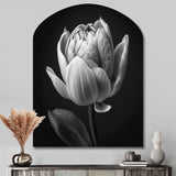 Close-up Of Black And White Tulip I - Asymmetric Metal Wall Art