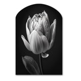 Close-up Of Black And White Tulip I - Asymmetric Metal Wall Art