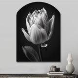 Close-up Of Black And White Tulip I - Asymmetric Metal Wall Art