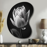 Close-up Of Black And White Tulip I - Asymmetric Metal Wall Art