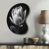 Close-up Of Black And White Tulip I - Asymmetric Metal Wall Art