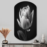 Close-up Of Black And White Tulip I - Asymmetric Metal Wall Art