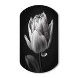 Close-up Of Black And White Tulip I - Asymmetric Metal Wall Art