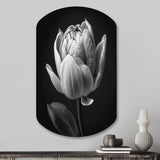 Close-up Of Black And White Tulip I - Asymmetric Metal Wall Art