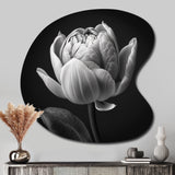 Close-up Of Black And White Tulip I - Asymmetric Metal Wall Art