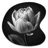 Close-up Of Black And White Tulip I - Asymmetric Metal Wall Art