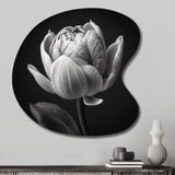 Close-up Of Black And White Tulip I - Asymmetric Metal Wall Art