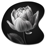 Close-up Of Black And White Tulip I - Asymmetric Metal Wall Art