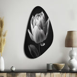 Close-up Of Black And White Tulip I - Asymmetric Metal Wall Art