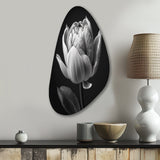 Close-up Of Black And White Tulip I - Asymmetric Metal Wall Art