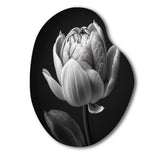 Close-up Of Black And White Tulip I - Asymmetric Metal Wall Art