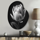 Close-up Of Black And White Tulip I - Asymmetric Metal Wall Art