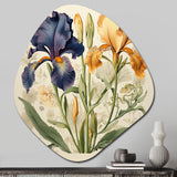 Blue and Gold Iris Vintage Illustration - Asymmetric Metal Wall Art