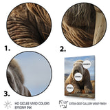 Walrus Majestic Ivory - Brown Walrus Wall Art