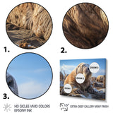 Walrus Tundra King - Walrus Home Decor Art