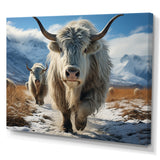 Yaks Majestic In Winter - Yaks Wall Art Prints