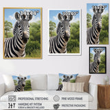 Zebra Realistic Zebra Portrait - Zebra Wall Decor