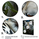 Tiger Zenith Portrait - Zebra Canvas Wall Art