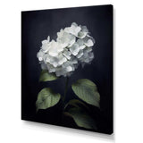 Black White Blooms Of Hydrangea - Floral Canvas Wall Art