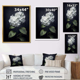 Black White Blooms Of Hydrangea - Floral Canvas Wall Art