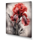 Red Black Iris Petal II - Floral Canvas Wall Art