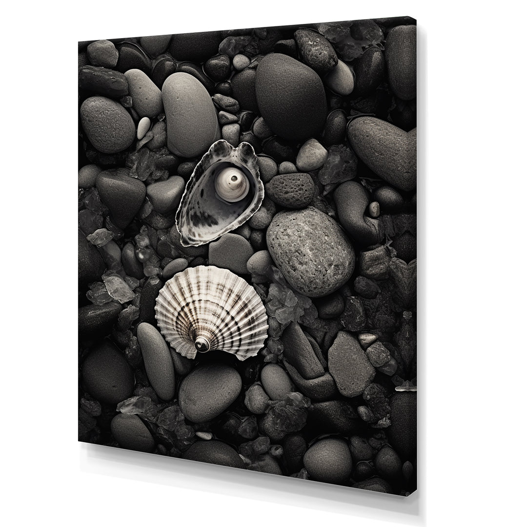 Monochrome Seashells &amp; Stones - Gray Seashell Wall Art