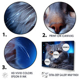 Blue British Shorthair Majesty Cat - Cat Framed Canvas Art