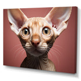 Peterbald Playfulness Cat Portrait - Cat Bedroom Wall Art