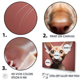 Peterbald Playfulness Cat Portrait - Cat Bedroom Wall Art