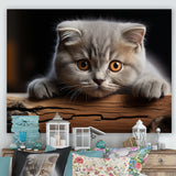 Cute Scottish Cat Fold Serenity - Cat Home Decor Art