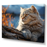 Cat Scottish Fold Serenity - Cat Living Room Wall Art
