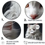 Selkirk Rex Cat Sophistication - Cat Bedroom Wall Art