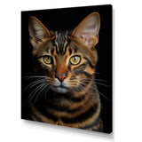 Cat Toyger Tigress Portrait - Brown Cat Wall Art