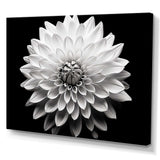 Dahlia In Monochrome Black And White - Floral Canvas Wall Art