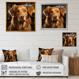 Dog Golden Grace - Brown Dog Wall Art