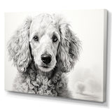 Poodle Pizazz - Dog Wall Art Prints