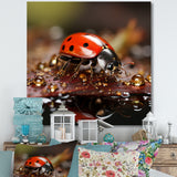 Lively Ladybug Reflections - Ladybug Framed Canvas Art