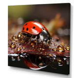 Lively Ladybug Reflections - Ladybug Framed Canvas Art