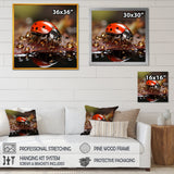 Lively Ladybug Reflections - Ladybug Framed Canvas Art