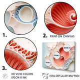 Coral Chamber Nautilus Spiral - Nautilus Wall Art Prints