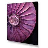 Nautilus Plum Shellfish - Purple Nautilus Wall Art