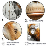 Brown Orangutan In Rainforest - Orangutan Wall Art Prints