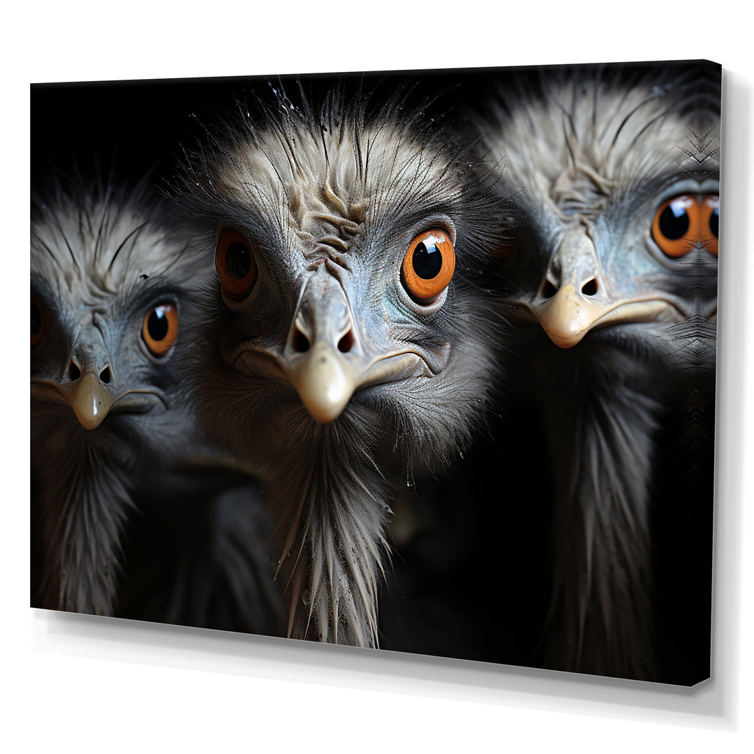 Mysterious Ostrich Chiaroscuro - Ostriches Home Decor Art