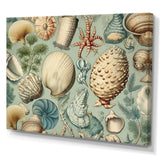 Vintage Seashell Treasures - Seashell Wall Art Prints