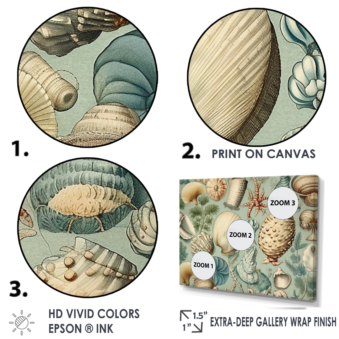 Vintage Seashell Treasures - Seashell Wall Art Prints