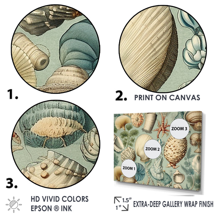 Vintage Seashell Treasures - Seashell Wall Art Prints