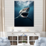 Blue Shark Apex Predator Photo - Blue Shark Wall Art