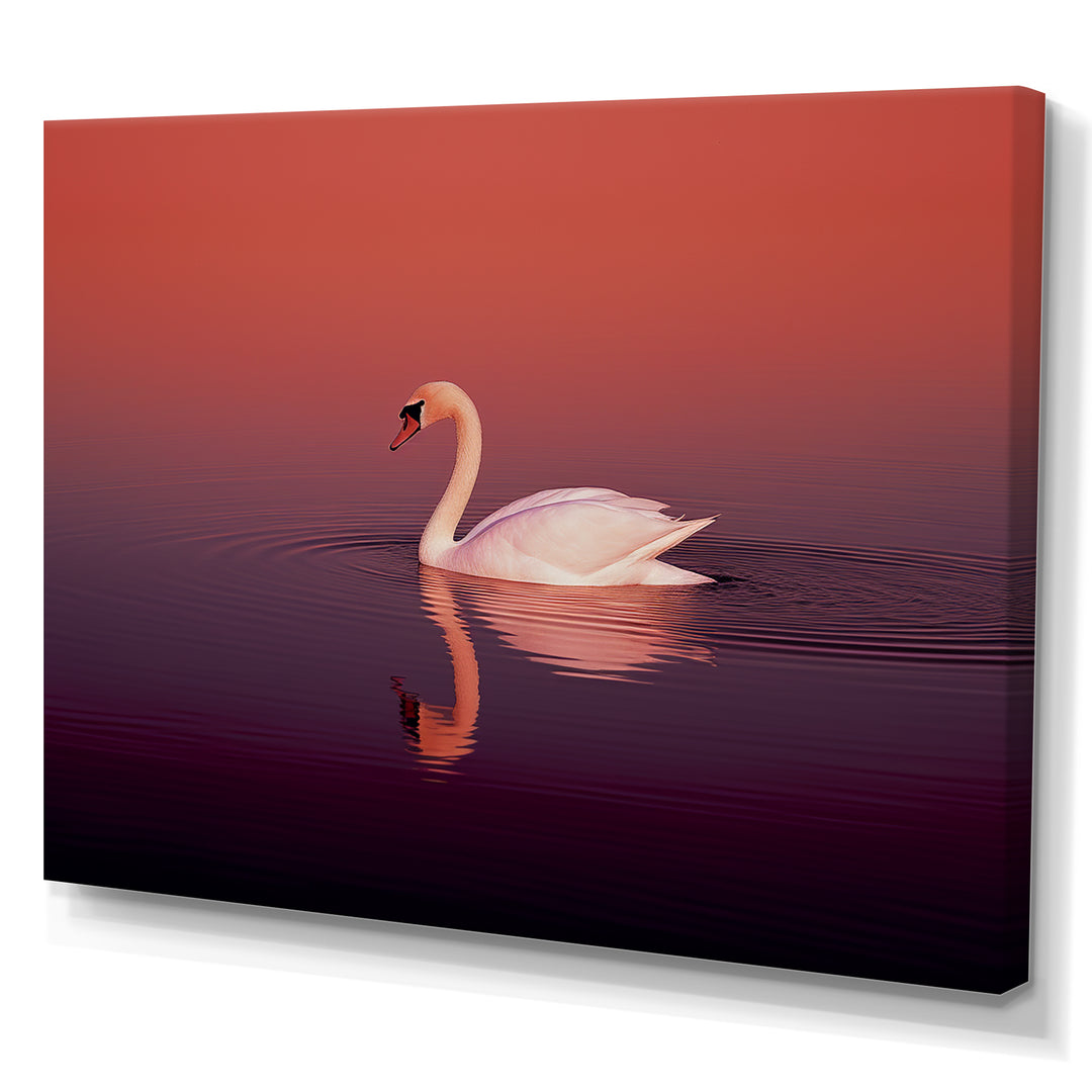 Coral Swan At Dusk - Swans Canvas Wall Art