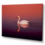 Coral Swan At Dusk - Swans Canvas Wall Art