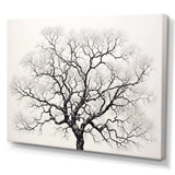 Minimalism Black And White Trees Oak - Floral Canvas Wall Art